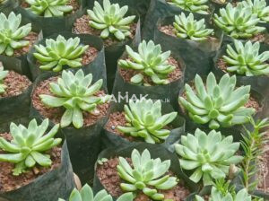 Pathok (cactus) plants