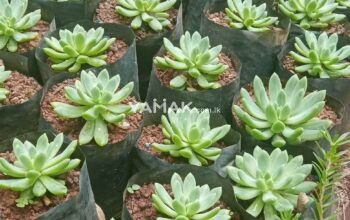 Pathok (cactus) plants