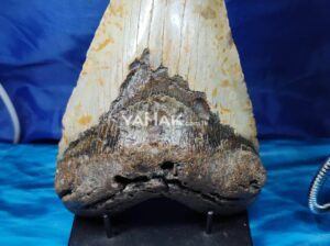 MEGALODON SHARK HUGE TOOTH~ 5.8 inches