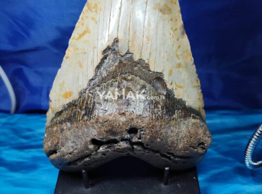 MEGALODON SHARK HUGE TOOTH~ 5.8 inches