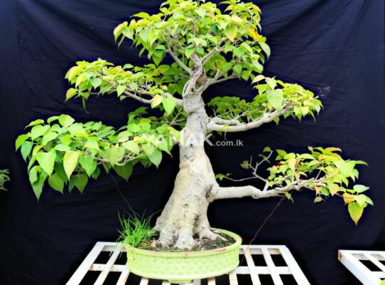 Bonsai bo tree / බොන්සායි බෝ ගස්